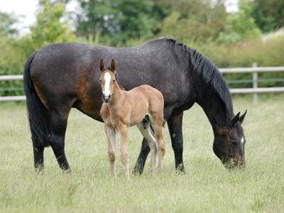 Mare and foal in field